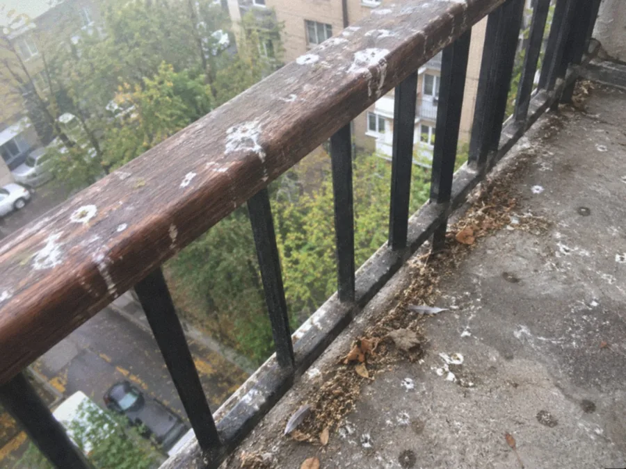 Открытый балкон после голубей - до уборки